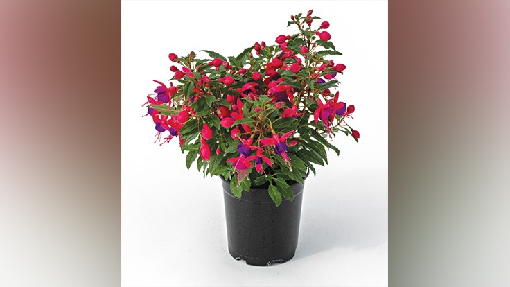 Fuchsia Fuchsita Rose Blue - Garden Center Magazine